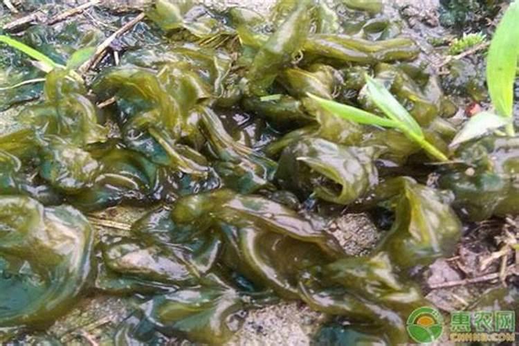 地皮菜怎么洗干净(如何快速清洗地皮菜)