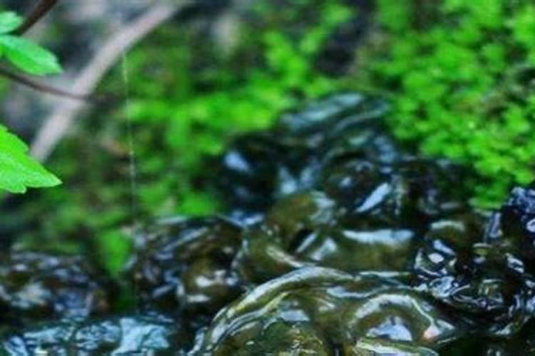 人工怎样养殖地皮菜,需要什么条件