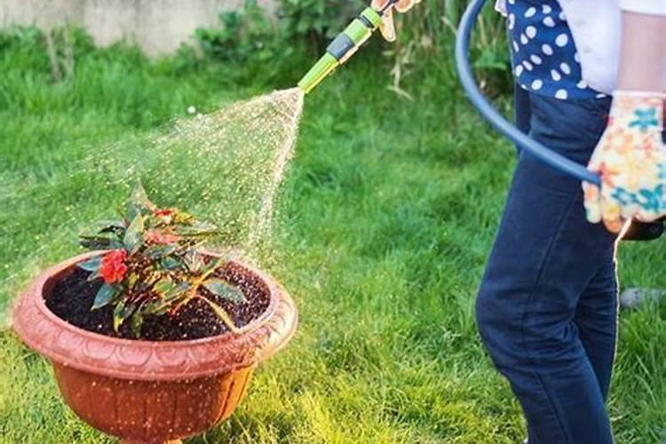 空心菜需要什么肥料