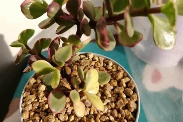 迈向碳中和:2025年欧盟碳关税制度及应对要点