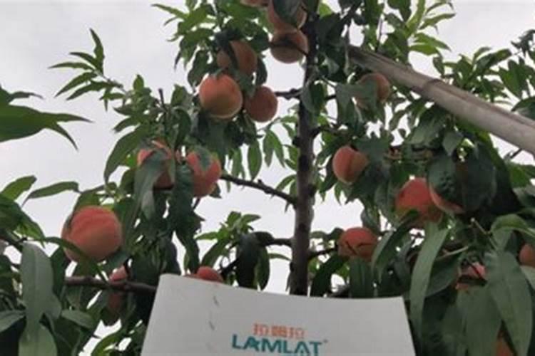 常青藤的用水扦插方法