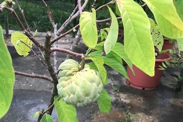 番荔枝有什么施肥原则？