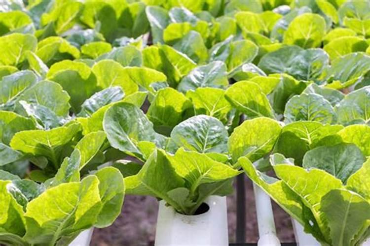 白菜施肥时间和方法