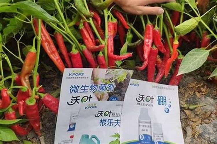 新鲜采摘的木耳能吃吗