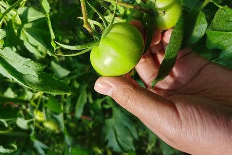 如何鉴别磷肥,钾肥,氮肥