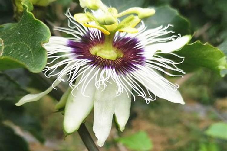 秸秆焚烧后怎么处理才不会污染环境