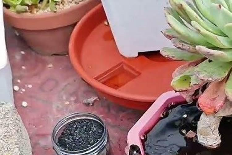 哪种叶面用的钙肥吸收好