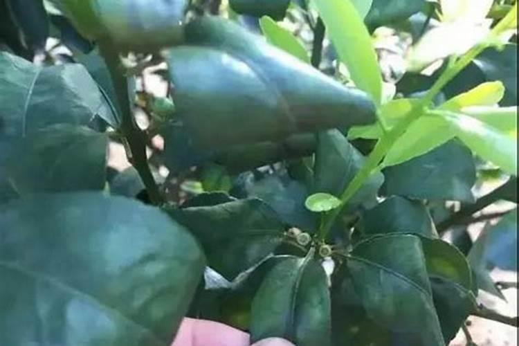 柑橘喷施叶面肥有哪些讲究？