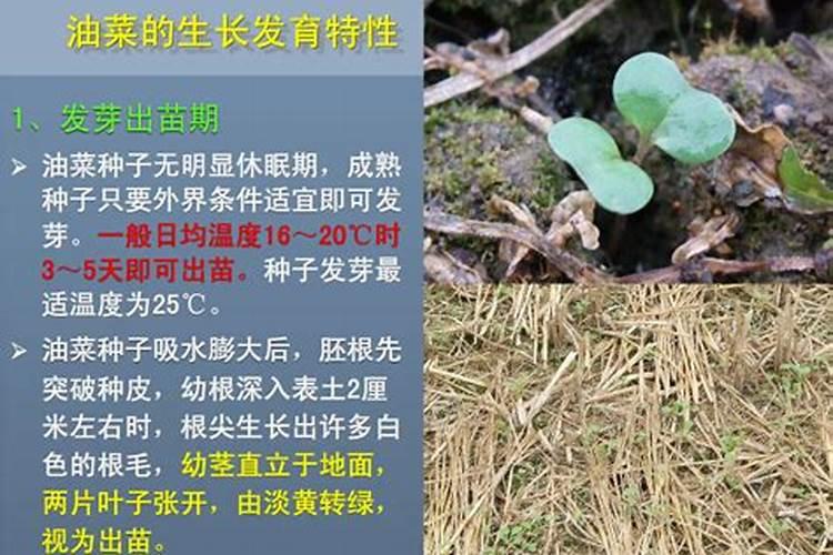 膨果最快最好的叶面肥