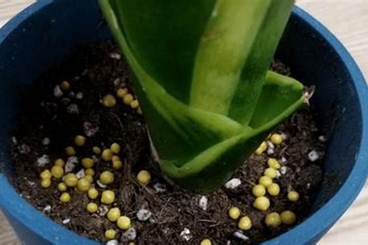 百香果怎么种植