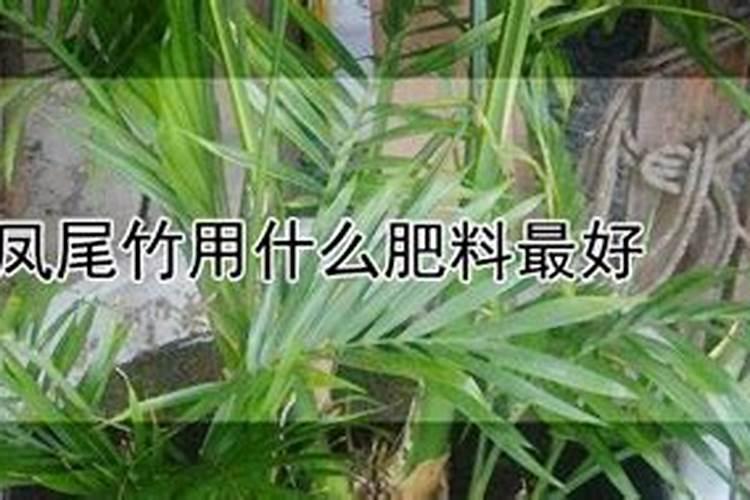 凤尾竹怎么施肥