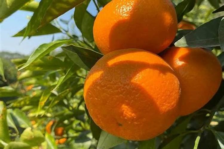 地瓜秧长得过旺怎么办？