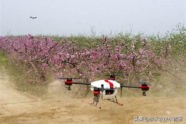 果树促花用什么叶面肥好？