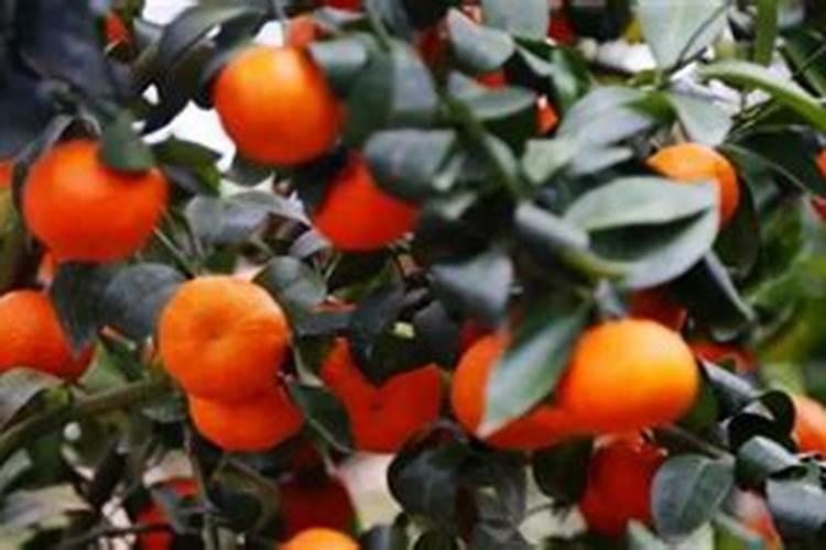 山东大型农场小麦二遍水怎么浇