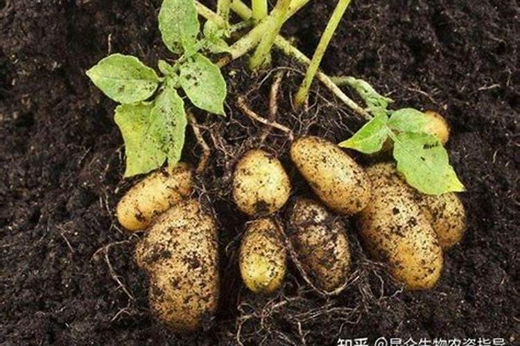 种葱头和土豆可以用矿源黄腐酸钾吗？