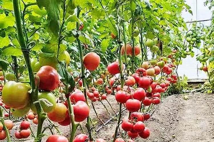 有机钙、离子钙无杂质,饲料级甲酸钙用于果蔬土壤补钙