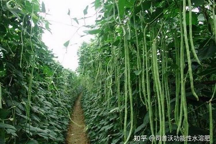 豆角怎么种植方法,如何施肥才能高产