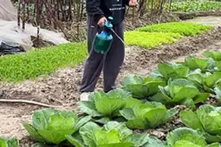 饮料浇花有什么好处 喝剩饮料能浇什么花