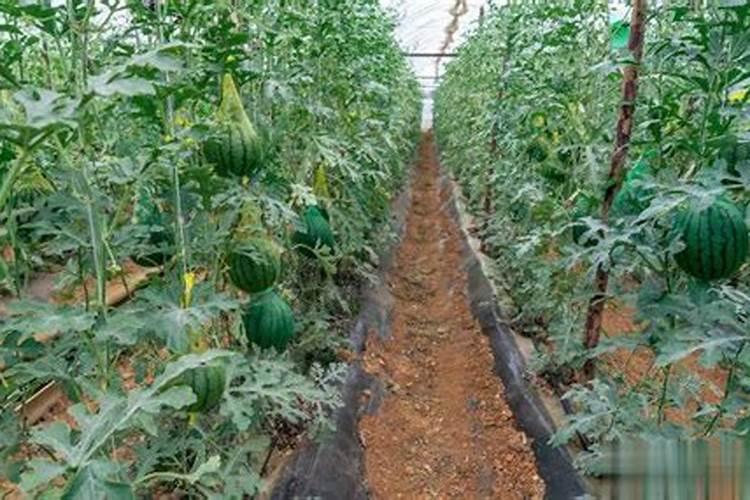 西瓜坐果后如何施肥