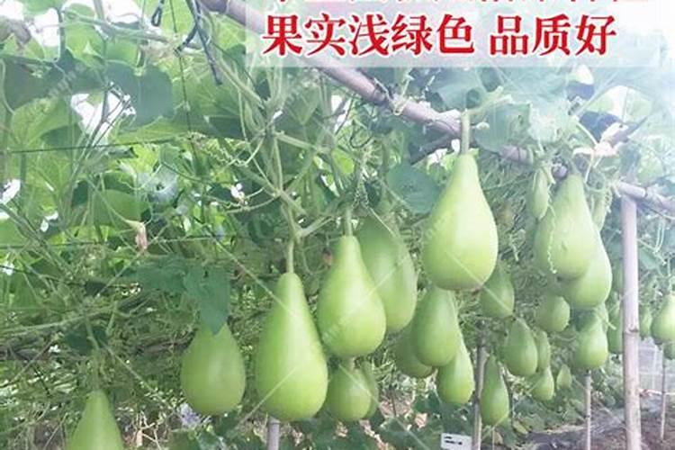 甲霜恶霉灵使用方法