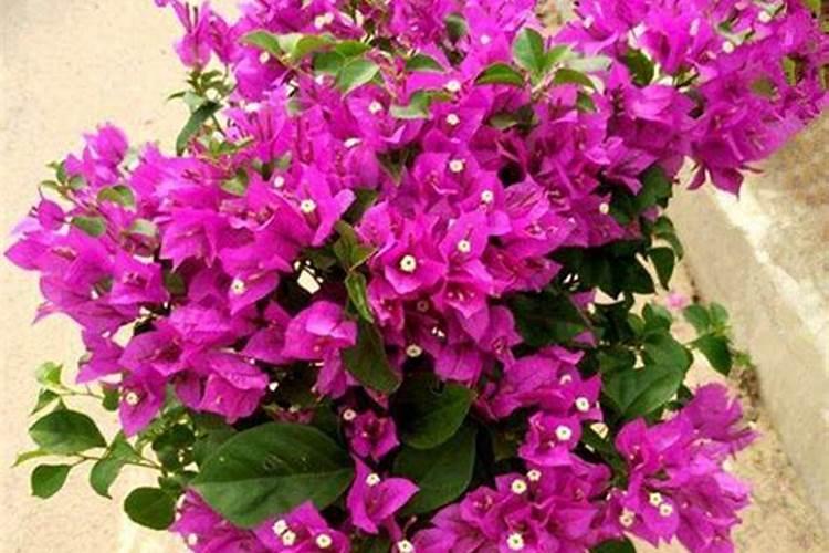 三角梅施肥施什么肥 促进新芽新叶生长