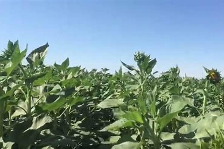 科学的施肥是种植的关键,向日葵怎么施肥？