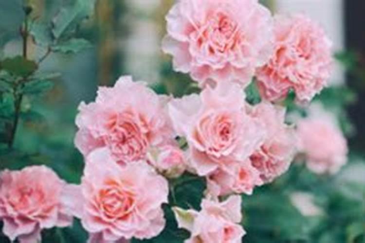 月季花现在都发芽了,而且也长新叶子了,可以施肥吗？