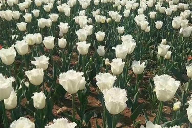 种植郁金香用什么肥料