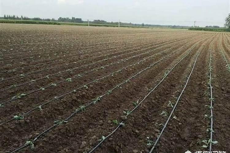 钾肥怎么用效果最好