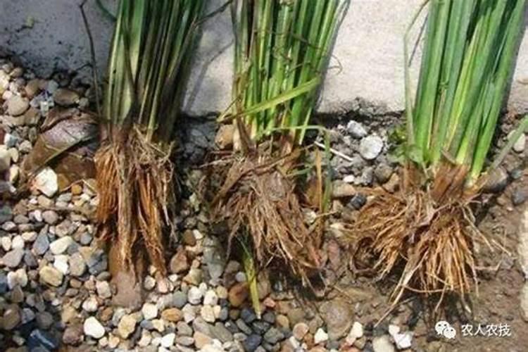 水稻施用氮肥过量有何危害？
