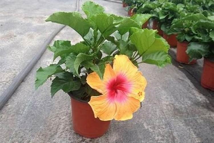 扶桑花施什么肥扶桑花怎么施肥