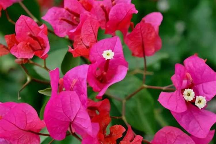 叶子花开花期叶子能喷钾,痰,约肥吗？
