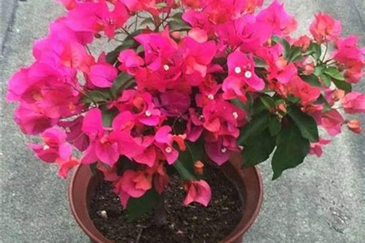 叶子花开花期叶子能喷钾,痰,约肥吗？