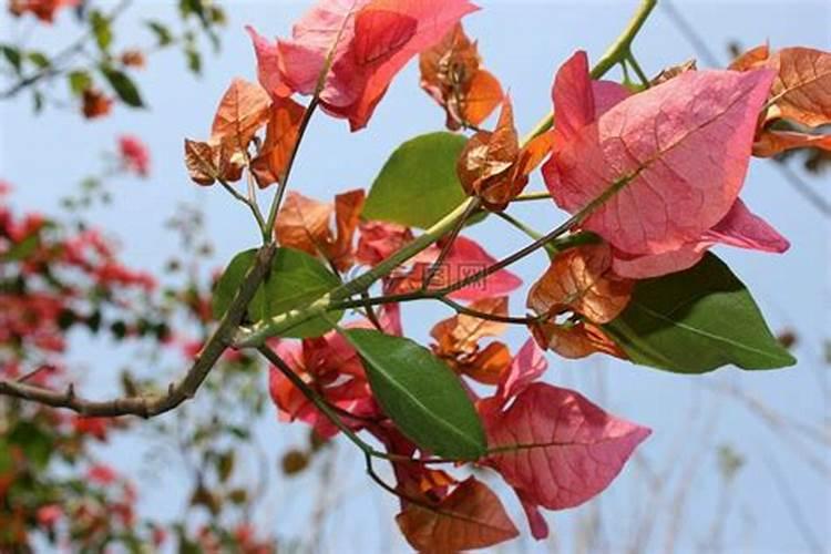 叶子花的养殖方法和注意事项