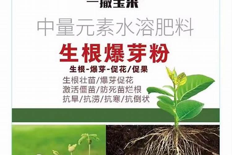 新移栽的苗木,生根剂多久用一次