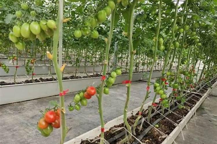 喷施什么样的叶面肥能促进西红柿开花坐果