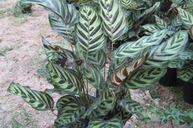 孔雀竹芋什么季节施肥最好