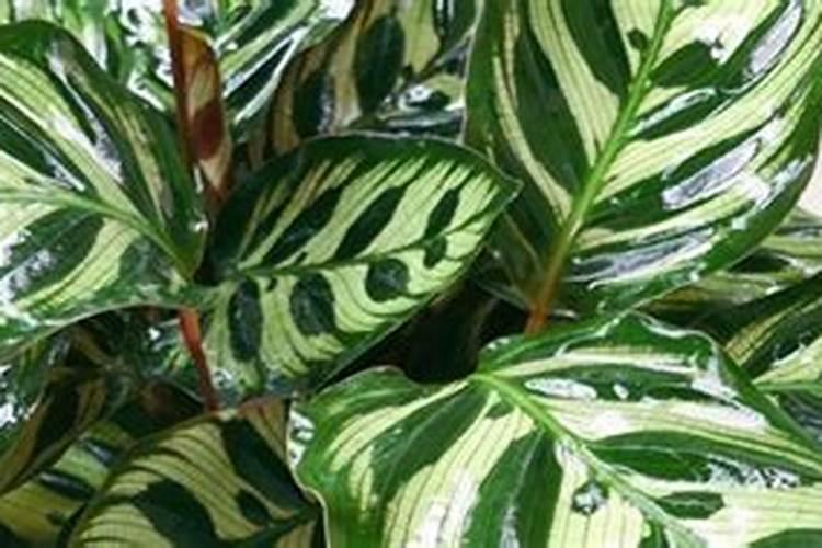 孔雀竹芋怎么施肥