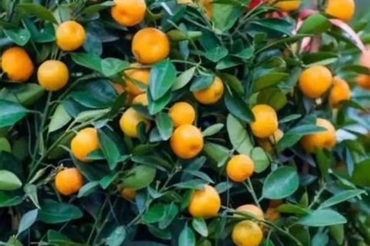 马铃薯种植技术及施肥方法
