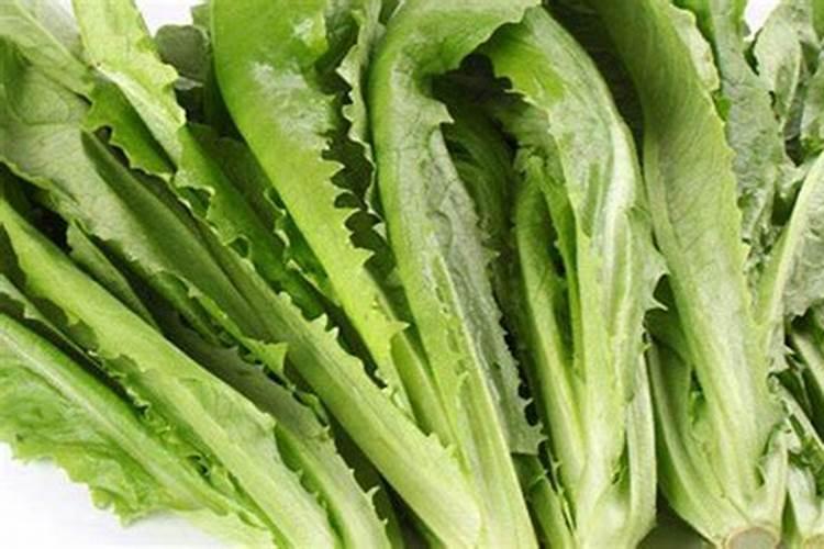 黄桷兰怎么施肥