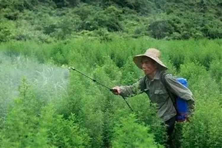 草胺磷伤果皮可修复伤口吗