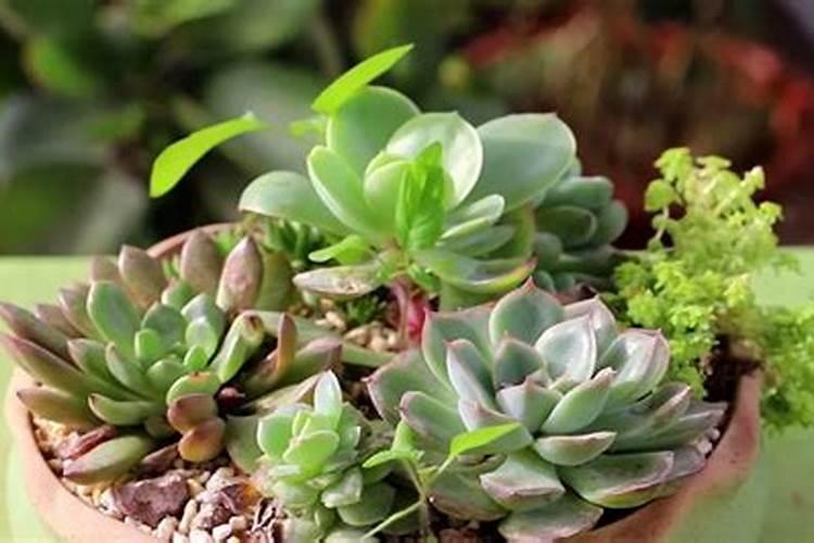 中国含腐植酸水溶肥十大排名