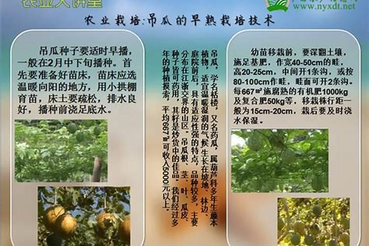 吊瓜的种植方法及管理办法