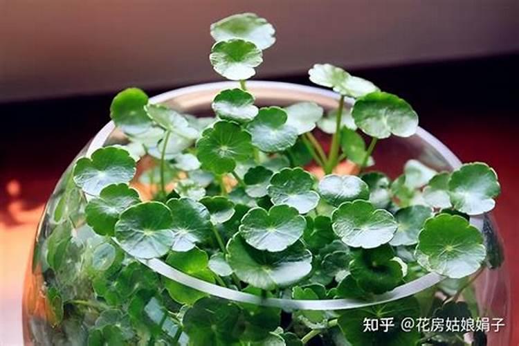 樱桃高产用什么叶面肥？樱桃壮果肥上什么肥？樱桃叶面肥用金泰靓