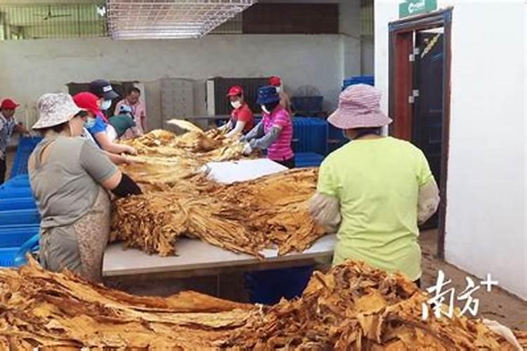 西红柿开花结果期怎么施肥和管理