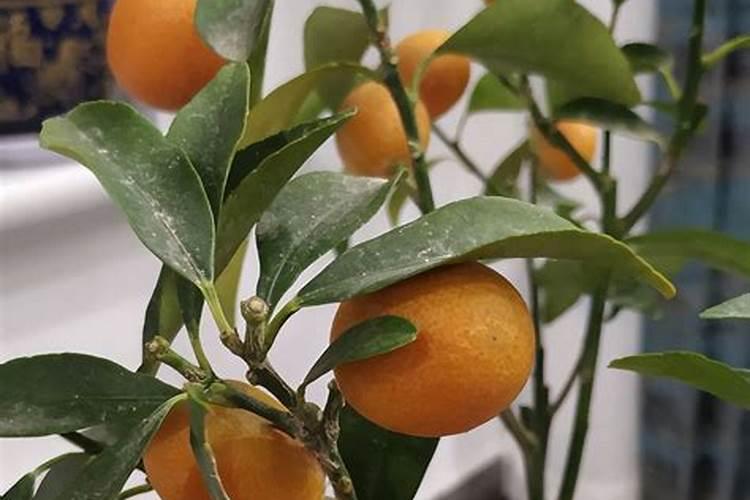 第一年的柑橘幼树怎样施肥才能长的粗壮？