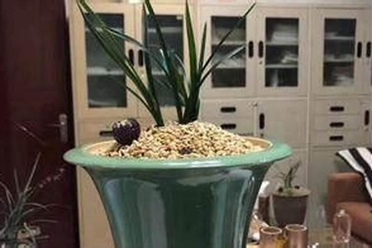 阿维菌素能治棘椒虫吗放多