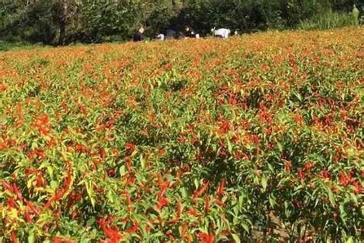 朝天椒在花期可以施肥吗？