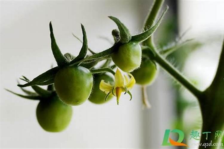 植物肥料发酵会烧根,达到多少度会造成烧根呢？