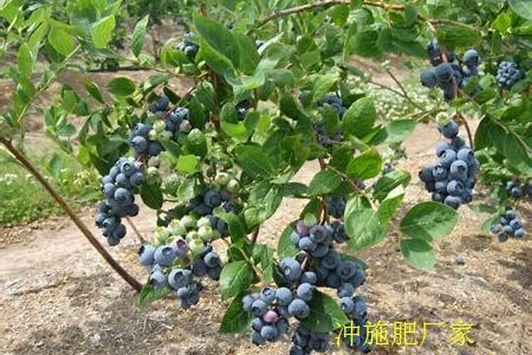 蓝莓采摘后灌根用什么土